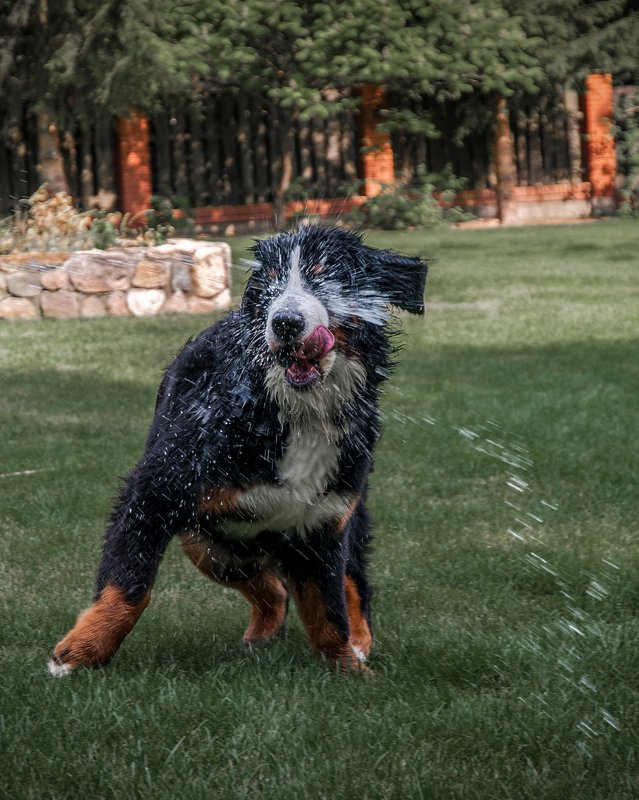 псы,собака,собачки,животные,собаки Летняя жараphoto preview