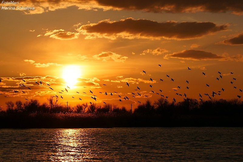 Летят перелётные птицы...photo preview