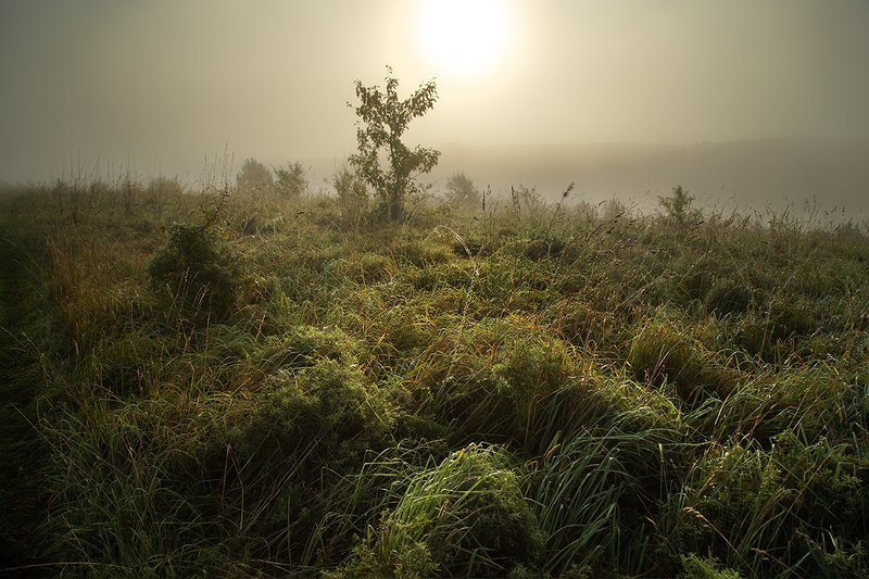 рассвет, туман, трава Утро туманноеphoto preview