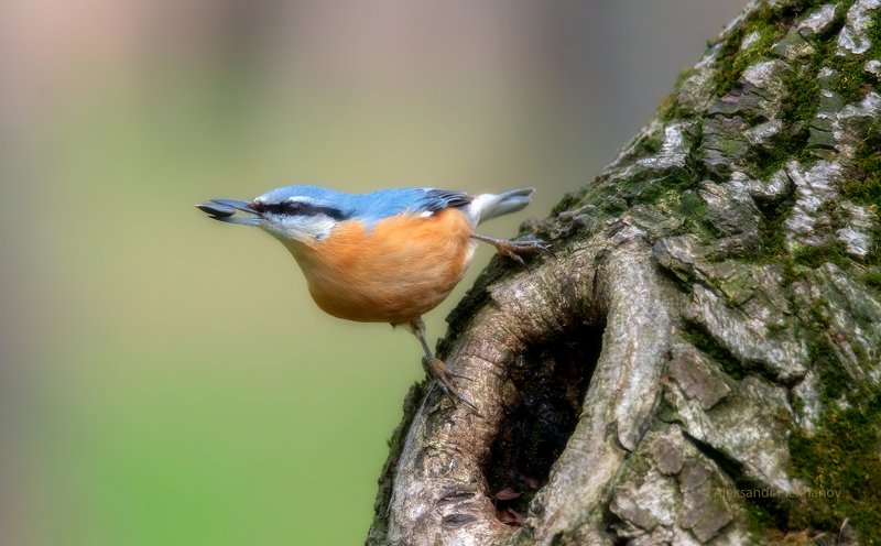 FOUND !photo preview