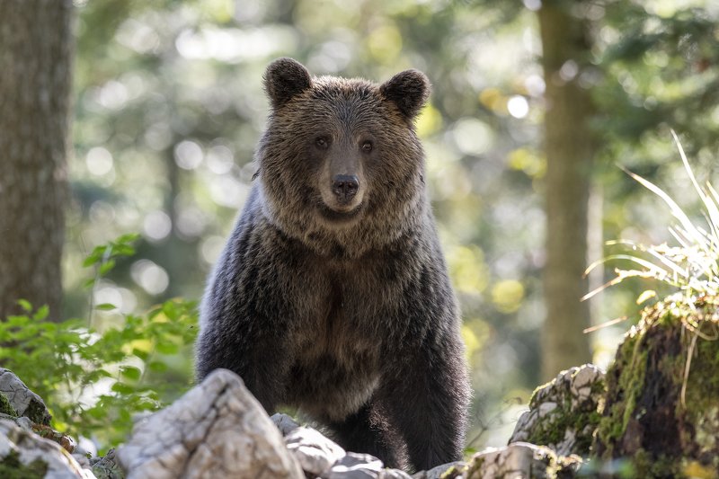 Slovenian brown bearphoto preview