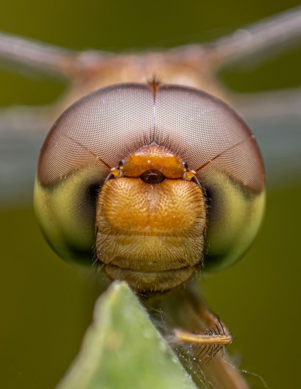 macro wildlife closeup insects spiders Portrait of dragonflyphoto preview