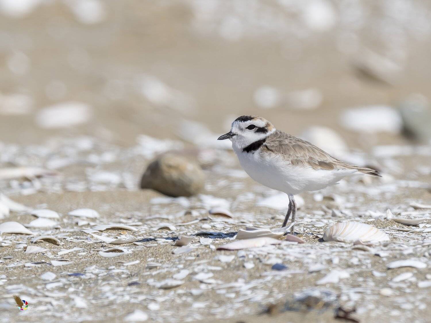 , Fernando Burgalin Sequeira