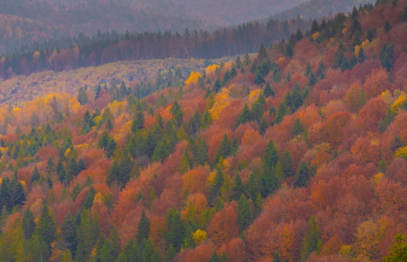 carpathians, carpathian mountains, pasture, countryside, picturesque, pine, tranquil, wood, rural, mountains, foliage, wonderland, land, meadow, field, scenic, tourism, season, house, autumn, mountain, landscape, fall, background, beautiful, tree, outdoor Autumn foliage trees in the Carpathian mountainsphoto preview