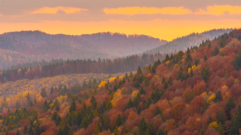 carpathians, carpathian mountains, pasture, countryside, picturesque, pine, tranquil, wood, rural, mountains, foliage, wonderland, land, meadow, field, scenic, tourism, season, house, autumn, mountain, landscape, fall, background, beautiful, tree, outdoor Autumn foliage trees in the Carpathian mountainsphoto preview