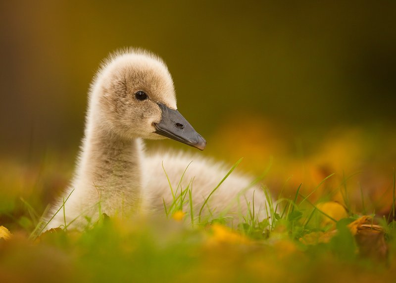 Black swanphoto preview