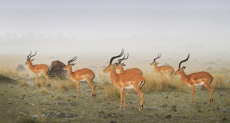 impala in the rainphoto preview