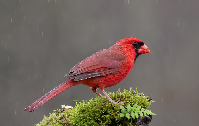 красный кардинал, northern cardinal, cardinal,кардинал Красный кардинал - Northern Cardinal male фото превью