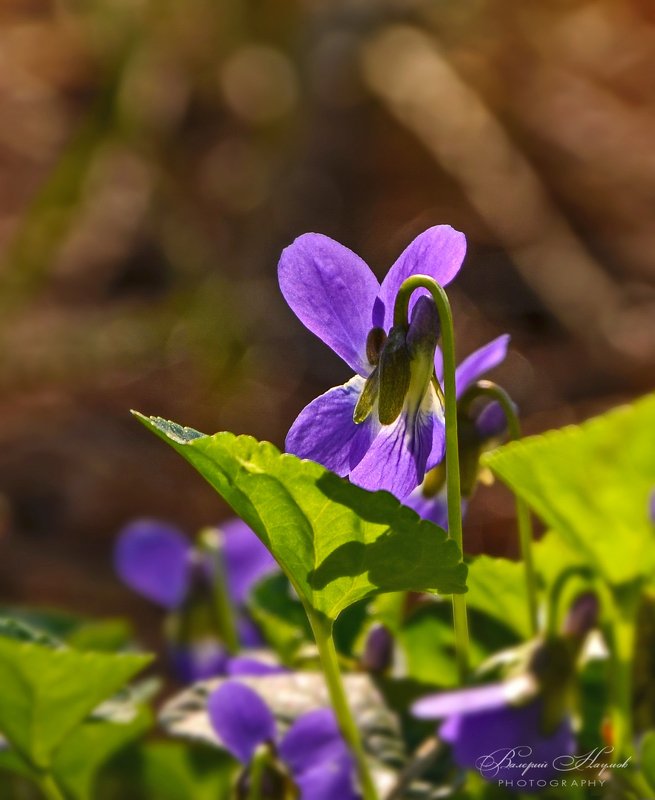 весна, март, сосновый лес, фиалки Фиалковый этюд фото превью