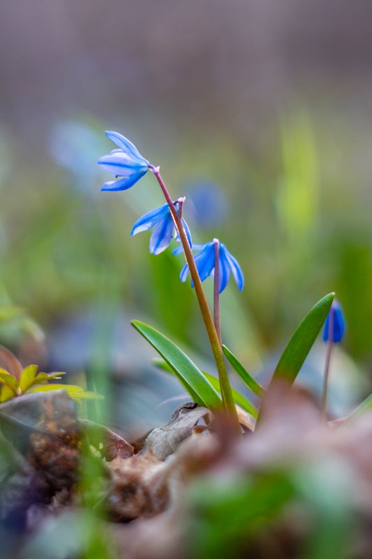 пролески, подснежники, первоцветы, лес, воронежский заповедник, весна photo preview