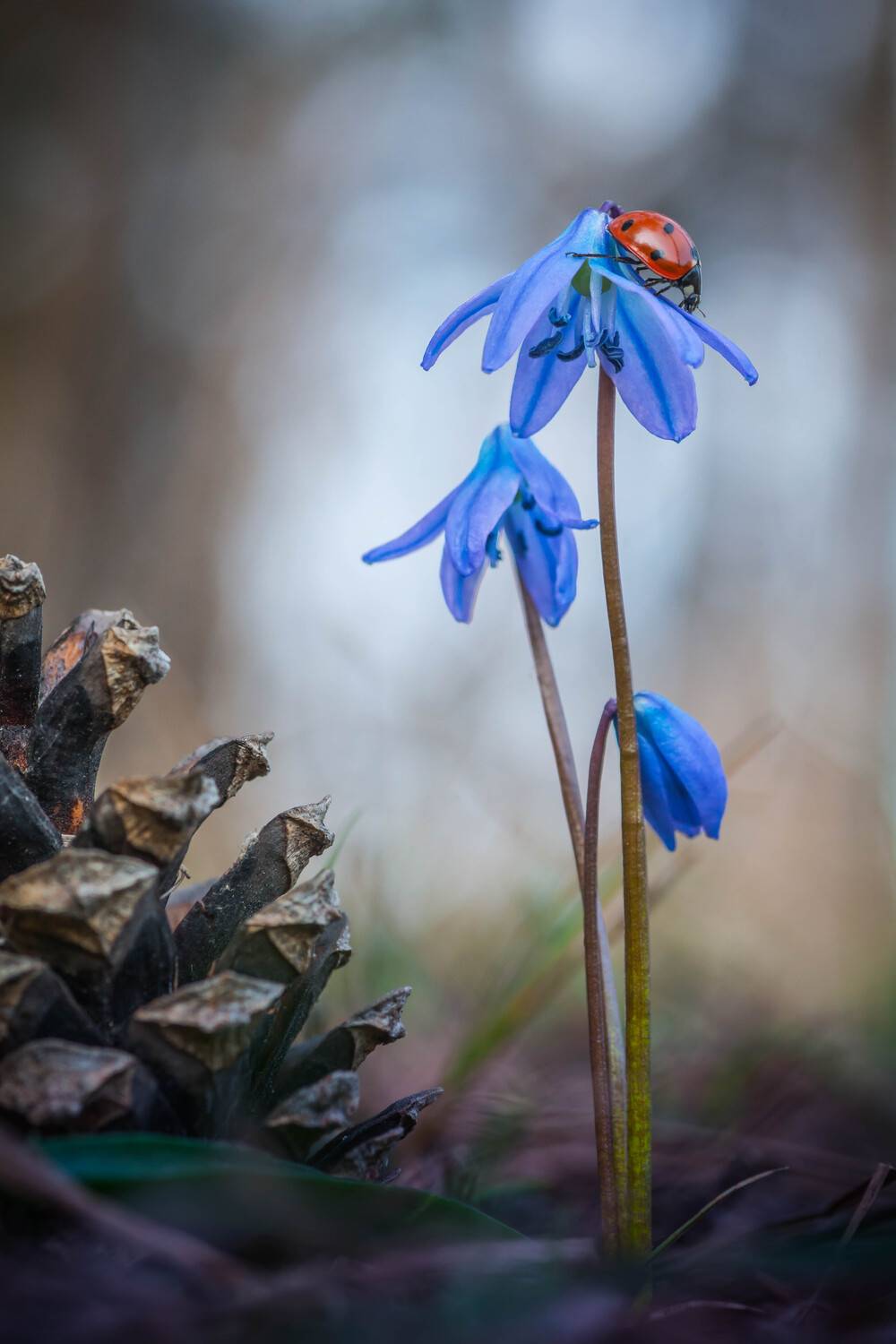 Весеннее путешествие . Автор: Роман Зайцев , Роман Зайцев