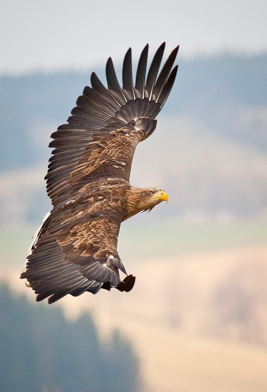 Sea Eaglephoto preview