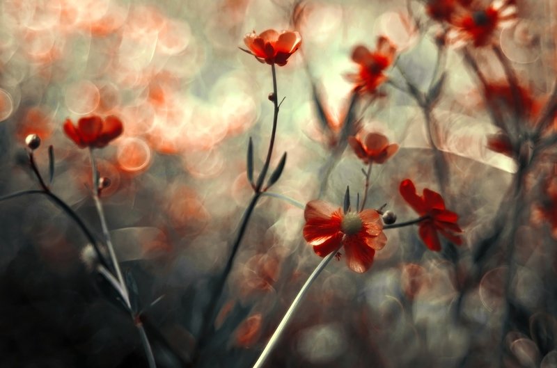 боке, солнце, закат, цветы, волшебство Цветочное бокеphoto preview