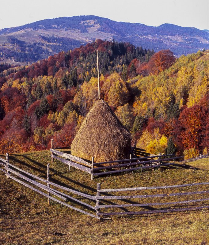 autumn, carpathian, colorful, countryside, fall, field, foliage, forest, hill, house, land, landscape, meadow, morning, mountain, mountains, nature, outdoor, pasture, picturesque, red, rural, scenery, season, tranquil, travel, tree, view, wood, yellow Autumn foliage trees in the mountains. Meadow with haystack and forest in the Carpathian mountains Fuji Velvia filmphoto preview