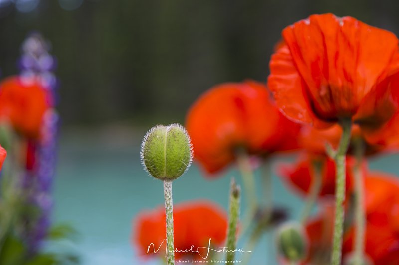 Life... фото превью