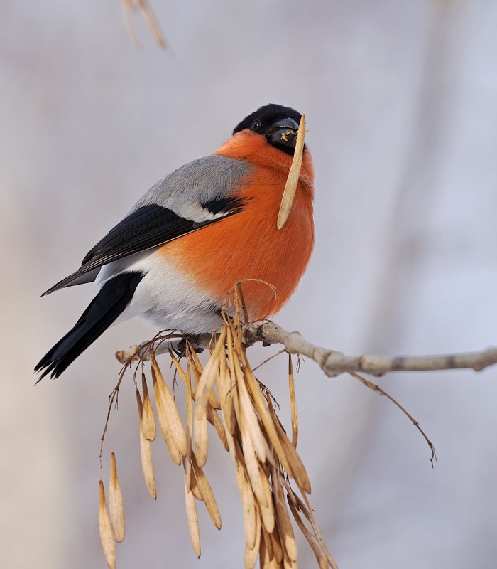 природа, птицы, снегирь, кормёжка Оптимистphoto preview