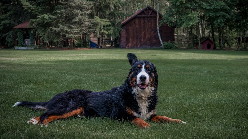 псы,собака,собачки,животные,собаки Кто там?photo preview