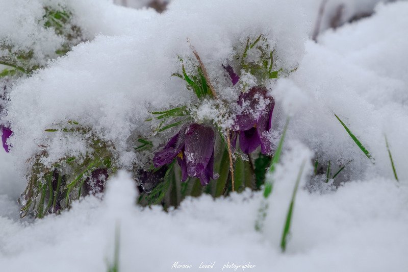 #nature, #туман, #лес, #oсень, #украина, #карпаты, #пейзаж, #закат, #туман, #солнце, #свет, #mountain range, #mountains, #туризм, #лес, #nature, #природа, photo preview