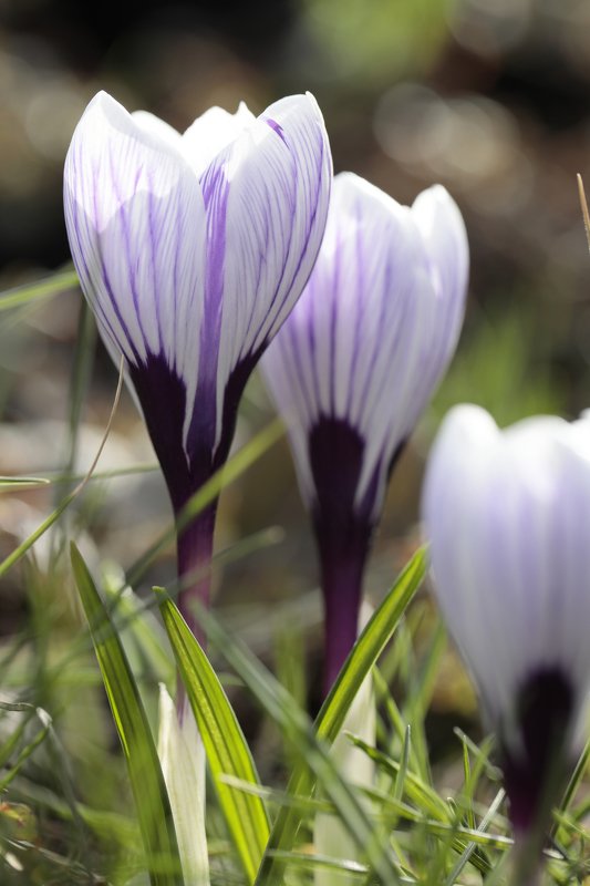 крокус, природа Крокусыphoto preview