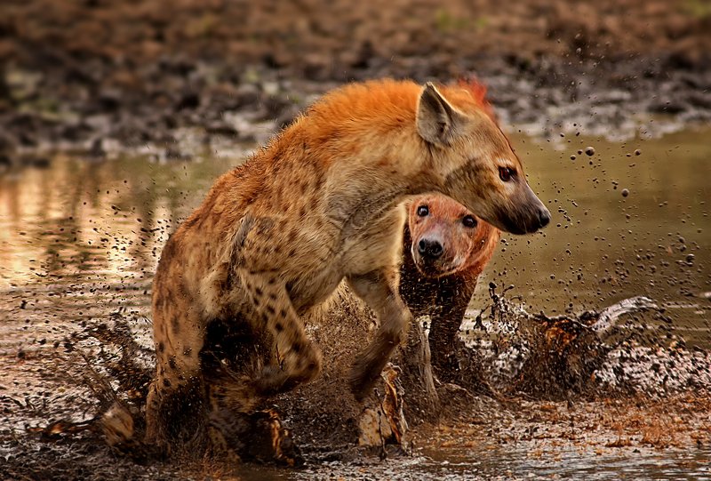 dogfightphoto preview