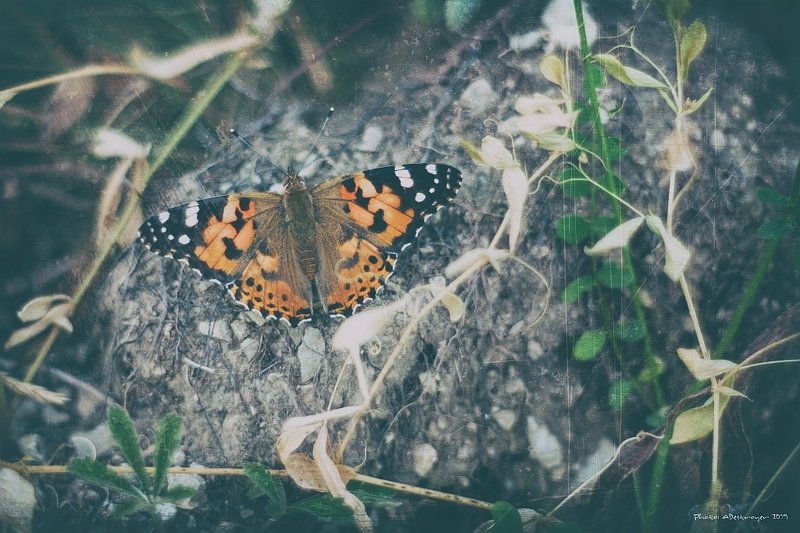 macro nature butterfly Ugly, Dirty, Old XIphoto preview