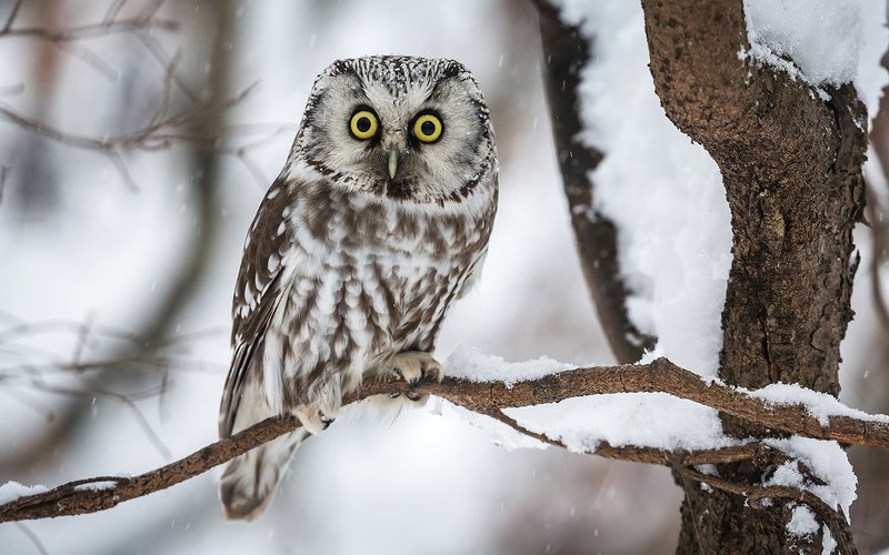 птица, дикая птица, хищная птица, орнитология, дикая природа, фотоохота, , сыч, сыч мохноногий, зима. охота, фотоохота, мышь Сыч мохноногий.photo preview