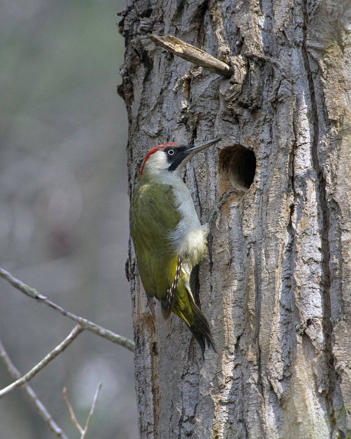 , Евгени Стефанов