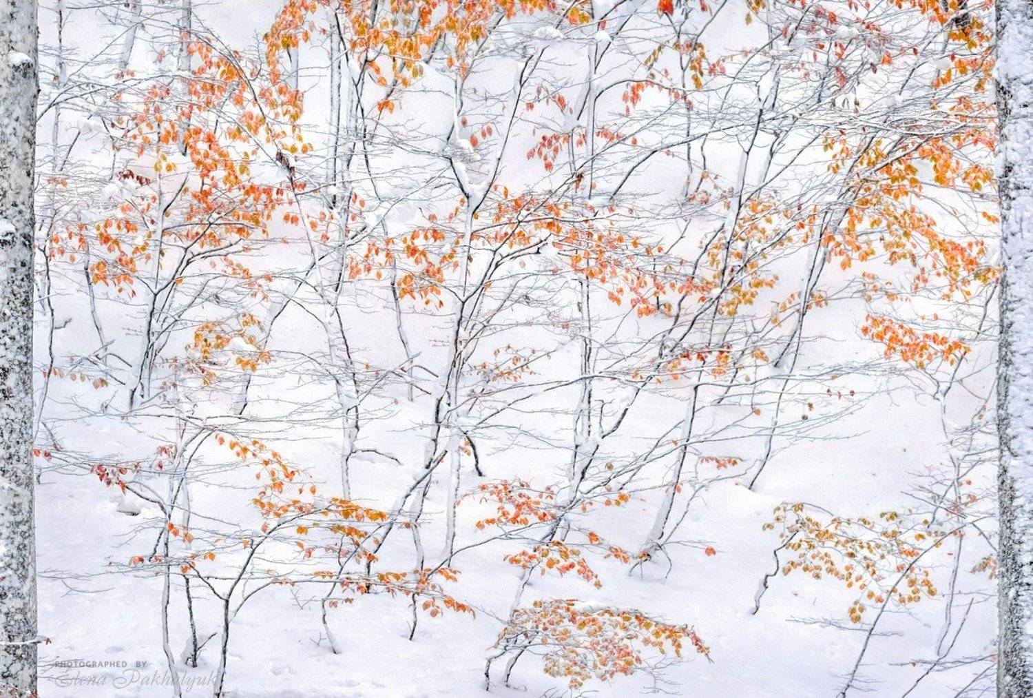 зима,осень,снег,пейзаж,крым,айпетри,природа,фототур, Elena Pakhalyuk