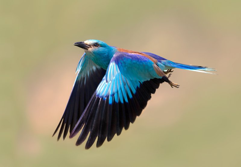 European rollerphoto preview