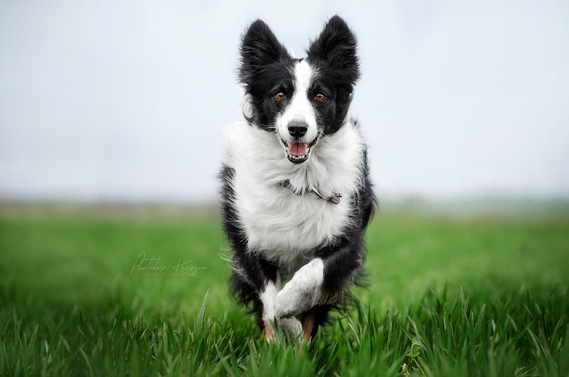 весна, портрет, движение, собака, анималистика Навстречу веснеphoto preview