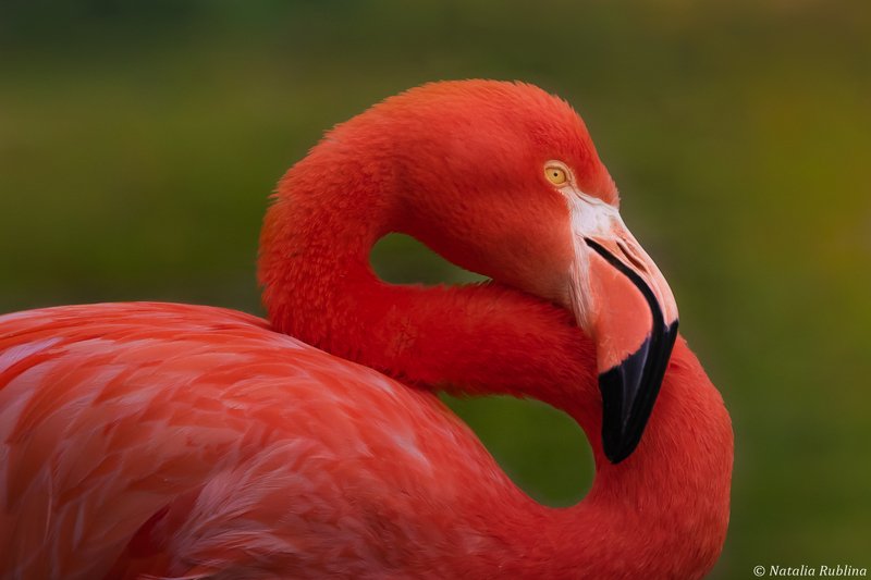 птицы,животные,фламинго,портрет,задумчивость,настроение Задумчивый Фламинго...photo preview