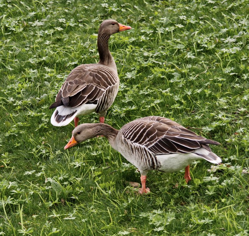Гусь, луг, goose Гусиphoto preview