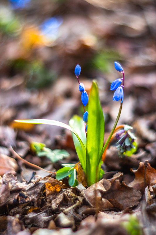 пролески, подснежники, первоцветы, лес, воронежский заповедник, весна photo preview