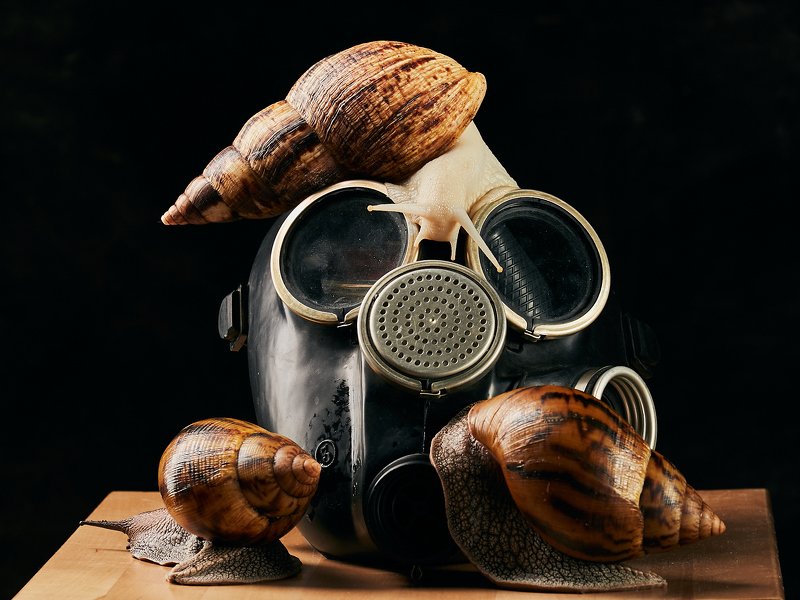 Улиткиphoto preview