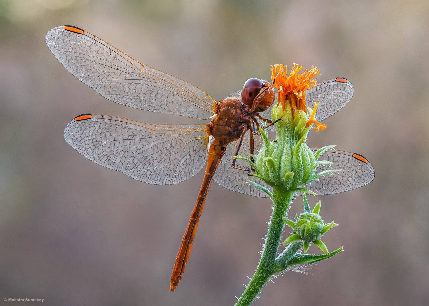 макро,стекинг,индустар,утро, стрекоза, Максим Сумской