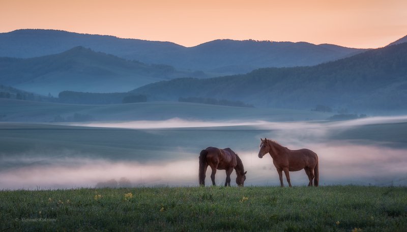 алтай, рассвет, пейзаж, туман, утро Алтайская идиллия... фото превью
