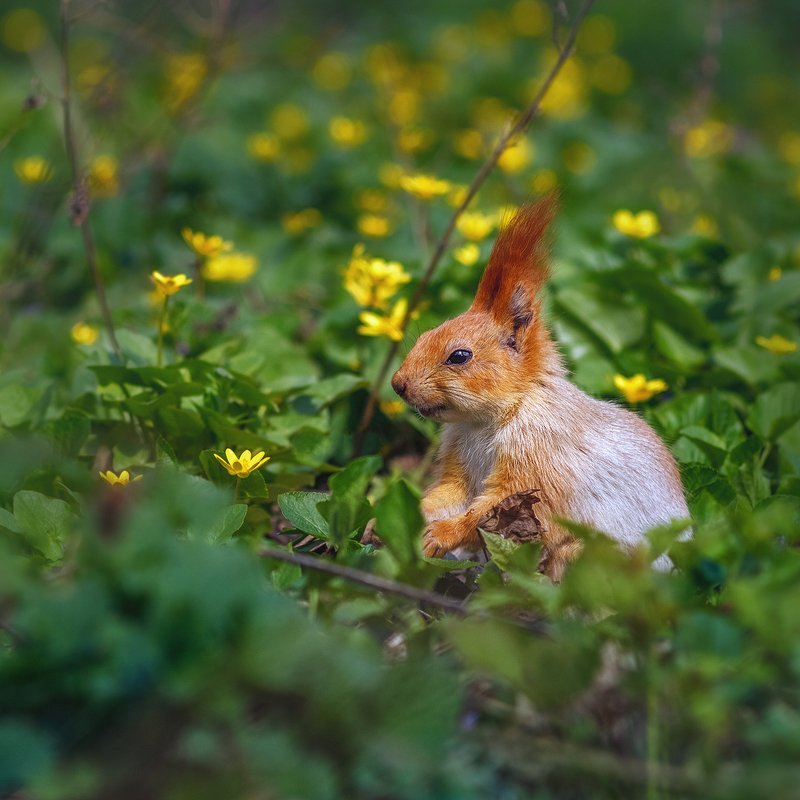 юпитер-37а, manual lens, мануальная оптика, beautiful, красивый, moment, момент, nature, природа, wildlife, живая, spring, весна, весенний, red, рыжая, squirrel, белка, Кажется, кто-то придумал хитрый план :)photo preview