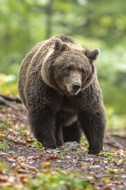 Slovenian brown bearphoto preview