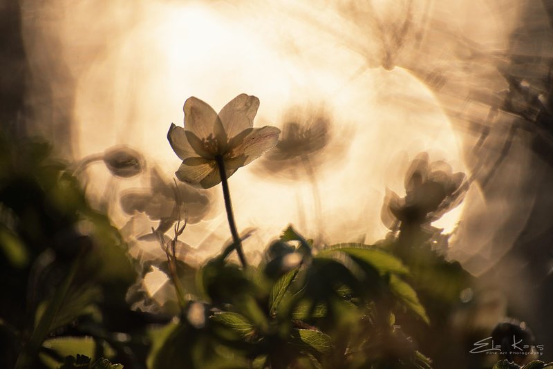 wiosna,spring,natura,kwiaty,flowers,zawilec, anemone Zawilec gajowyphoto preview