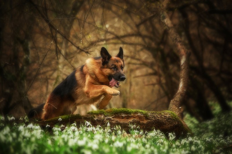 собака, прыжок, немецкая овчарка, овчарка, лес, подснежники Прыжок в сказкуphoto preview