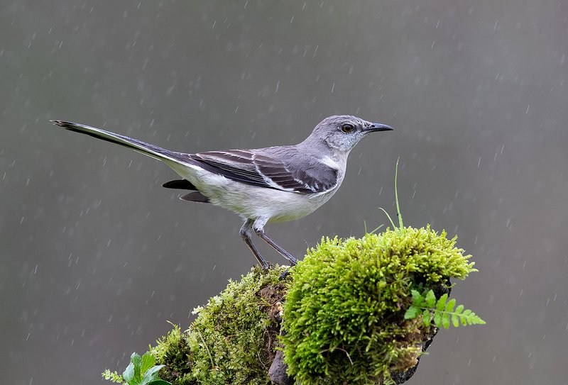 красный кардинал, northern cardinal, кардинал,  cardinal, дятел, каролинский меланерпес, red-bellied woodpecker, многоголосый пересмешник, northern mockingbird, лисья белка, fox squirrel, squirrel Птички и Белки - Birds and Squirrels фото превью