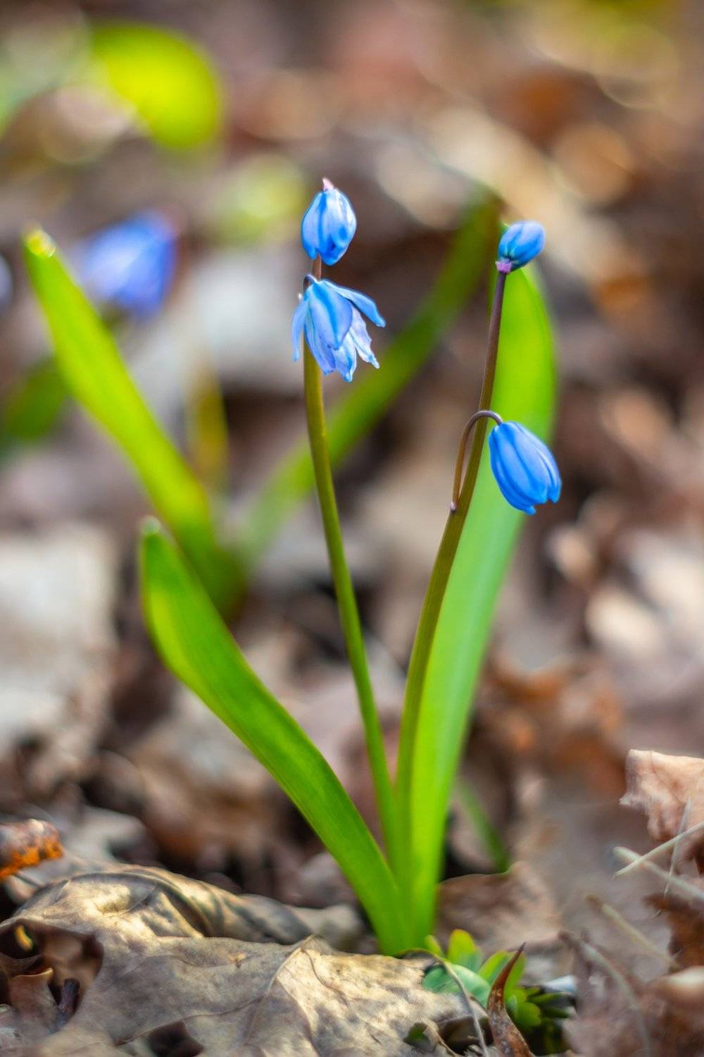 Автор: Руслан Востриков пролески, подснежники, первоцветы, лес, воронежский заповедник, весна, Руслан Востриков