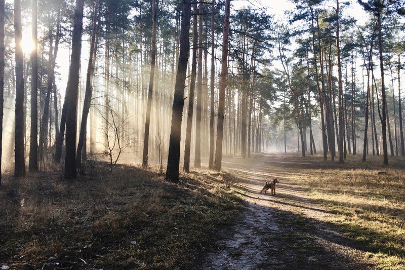 природа, лес, утро, пейзаж, рассвет * * *photo preview