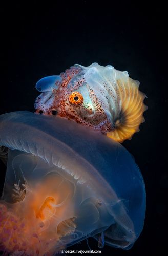 Анилао. Черная вода и фантастические звери.