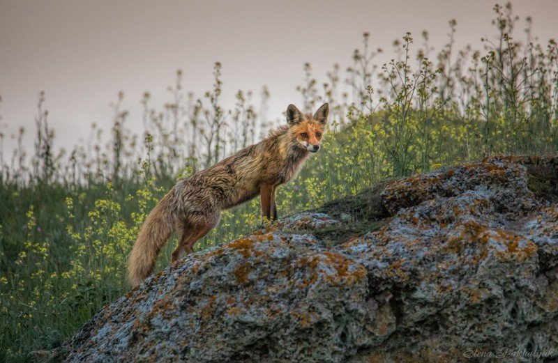 лиса,животные,крым,россия,природа, степь,весна,фототур Лисphoto preview