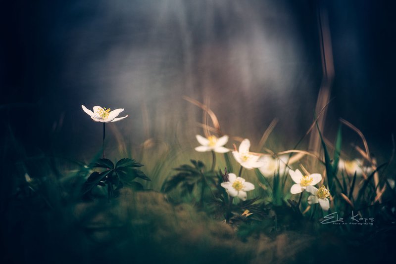 las,forest,spring,wiosna,natura,poland W zawilcowym lesiephoto preview