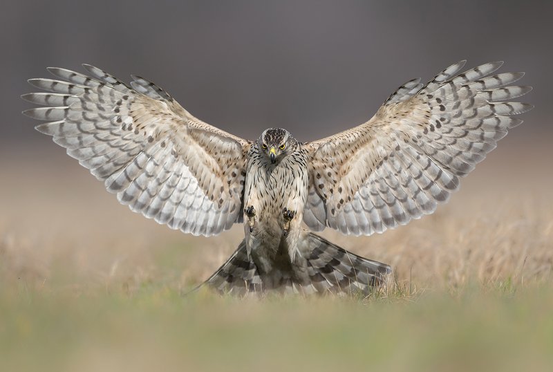 goshawk, birds, wildlife, animals, Attackphoto preview