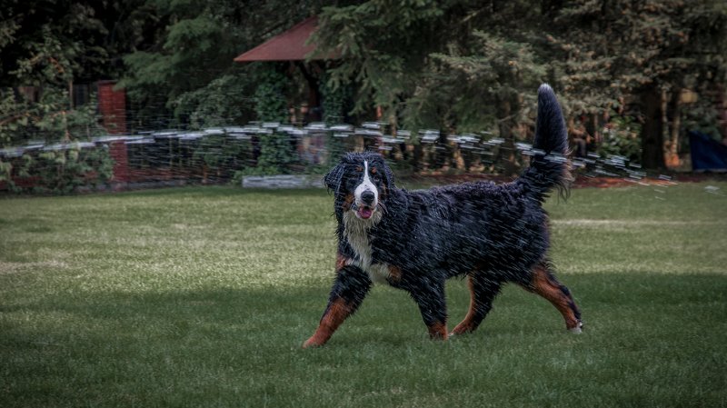 псы,собака,собачки,животные,собаки Летняя жара #2photo preview