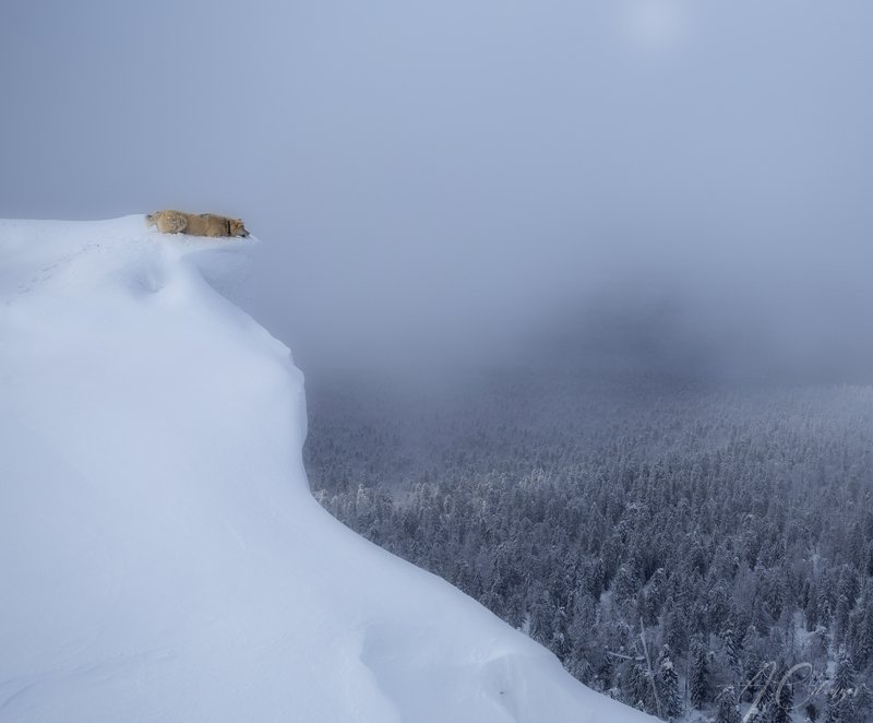 урал, тайга, лес, собака, лайка На краюphoto preview
