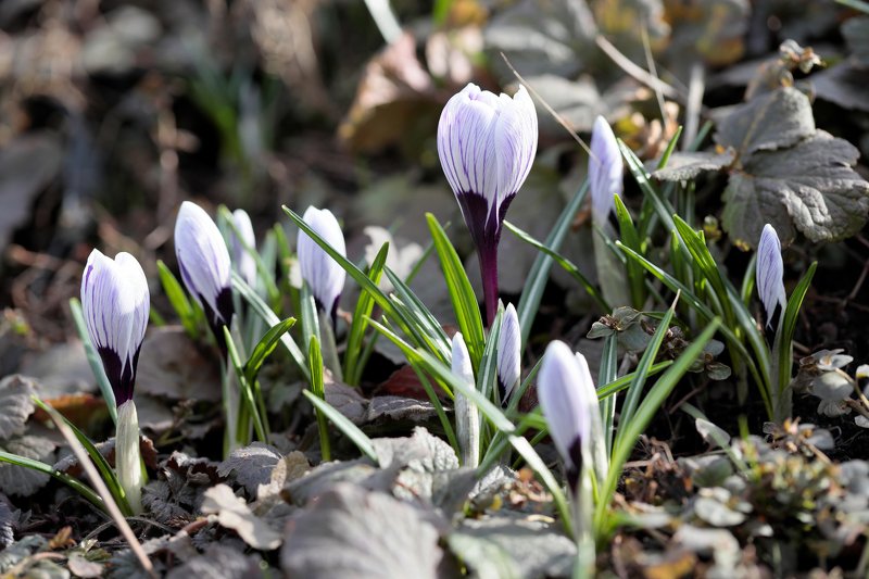 крокус, природа, цветы, весна Крокусыphoto preview